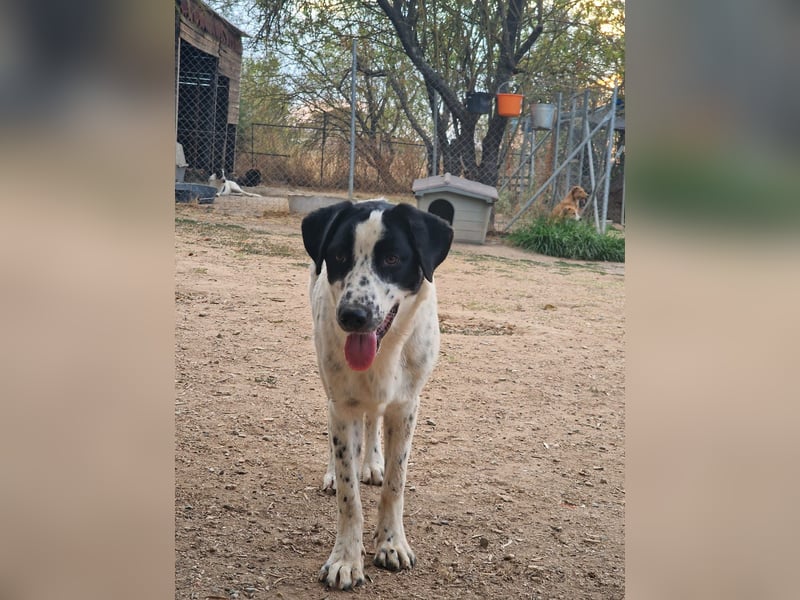 Apollo - sanfter Hund sucht geduldige Menschen