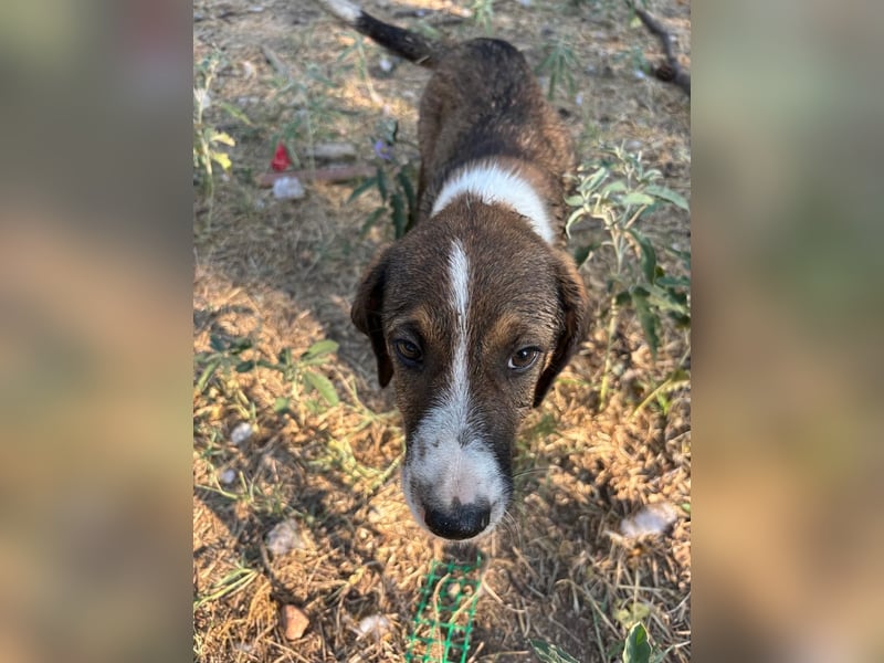 Thomas - sanfter Hundewelpe mit großem Herz