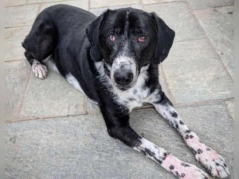 Phos - ein Hund, dessen Geschichte berührt
