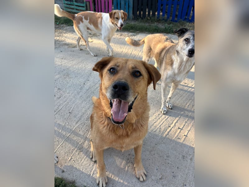 Seelenhund Miquel sucht seine Für-Immer-Menschen