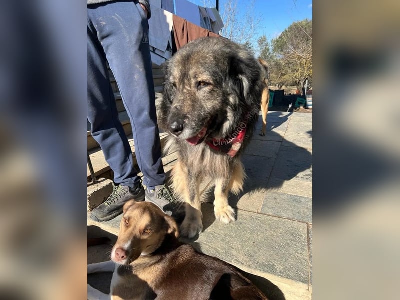 Sparta - kuscheliger Hundeopi sucht gemütliches Körbchen