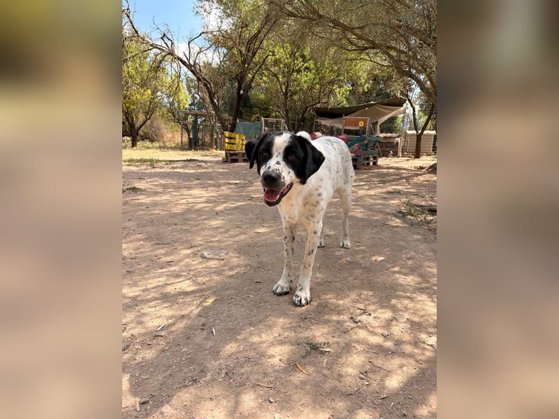 Apollo - sanfter Hund sucht geduldige Menschen