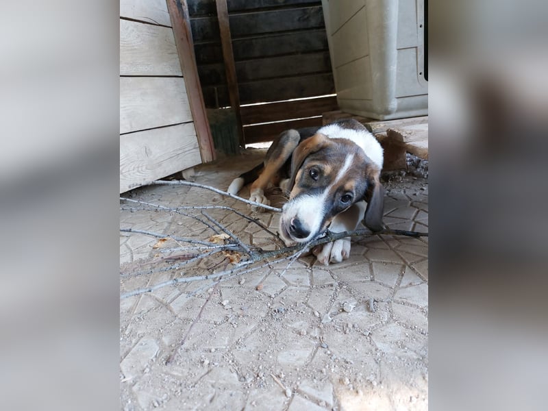 Thomas - sanfter Hundewelpe mit großem Herz