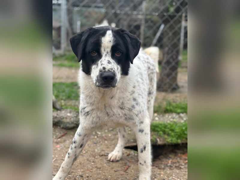 Apollo - sanfter Hund sucht geduldige Menschen