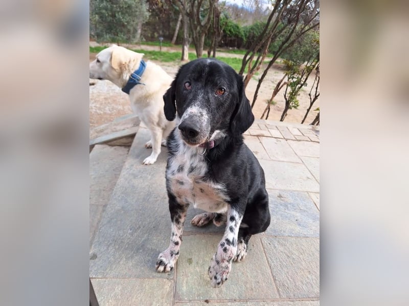 Phos - ein Hund, dessen Geschichte berührt