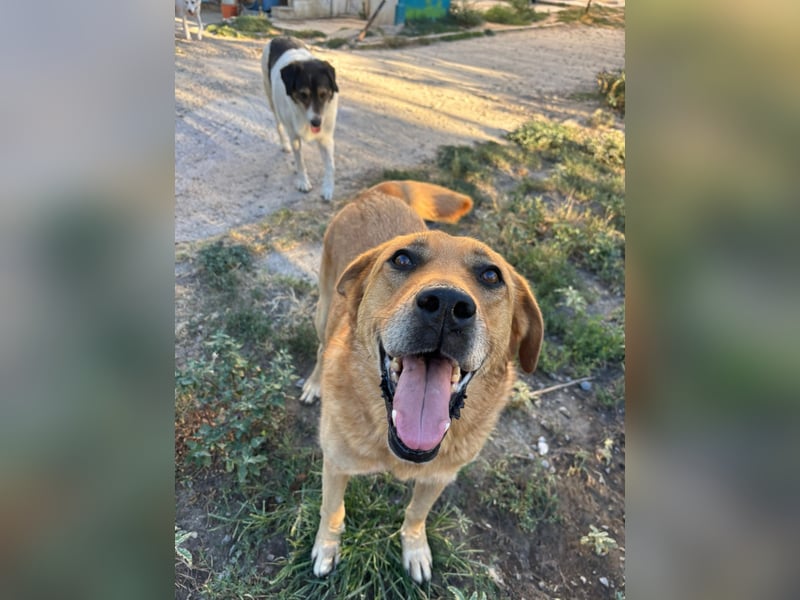 Seelenhund Miquel sucht seine Für-Immer-Menschen