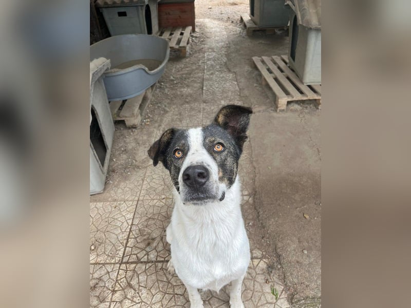 Herzenshund Johnny wartet