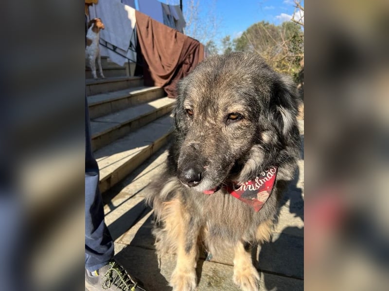 Sparta - kuscheliger Hundeopi sucht gemütliches Körbchen