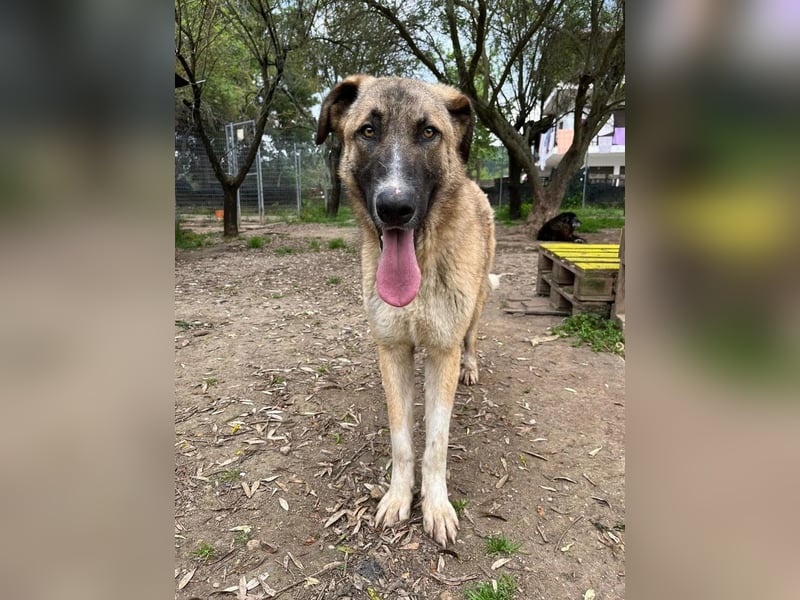 Phoenix - Herzenshund sucht sein großes Glück