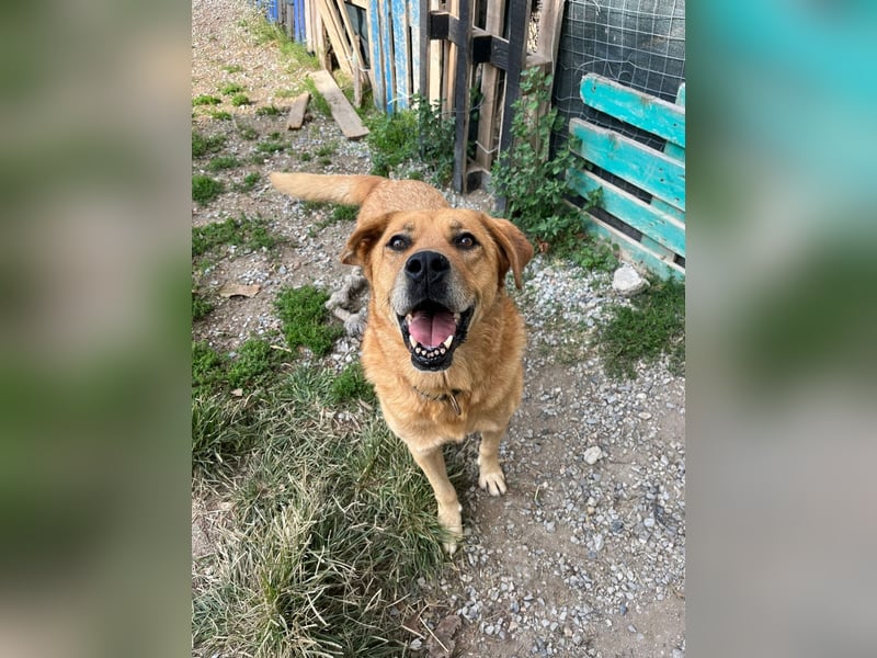 Seelenhund Miquel sucht seine Für-Immer-Menschen