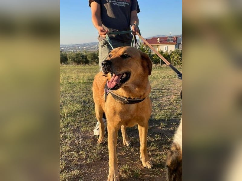 Seelenhund Miquel sucht seine Für-Immer-Menschen