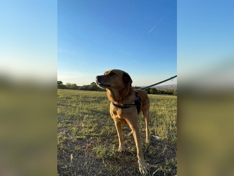 Seelenhund Miquel sucht seine Für-Immer-Menschen