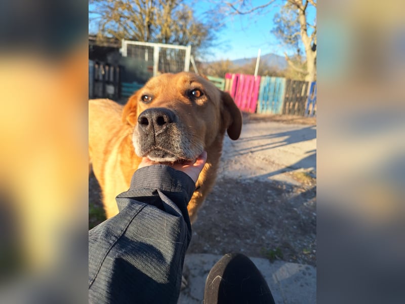 Seelenhund Miquel sucht seine Für-Immer-Menschen