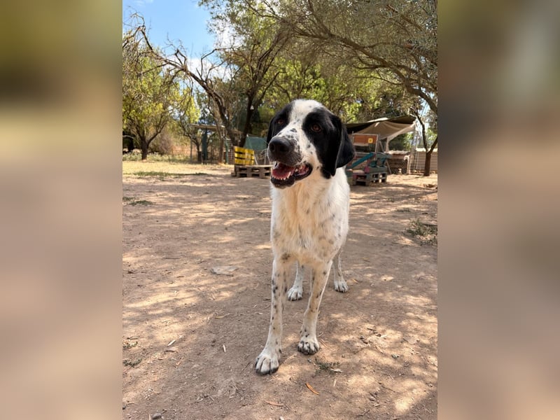 Apollo - sanfter Hund sucht geduldige Menschen