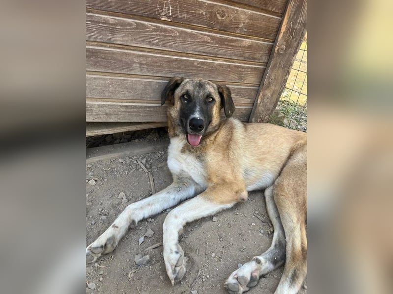 Phoenix - Herzenshund sucht sein großes Glück