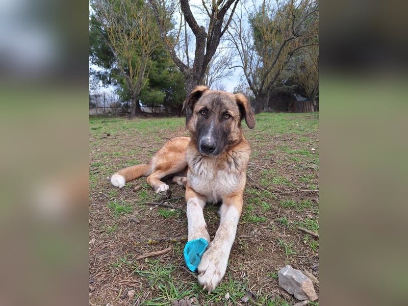 Phoenix - Herzenshund sucht sein großes Glück
