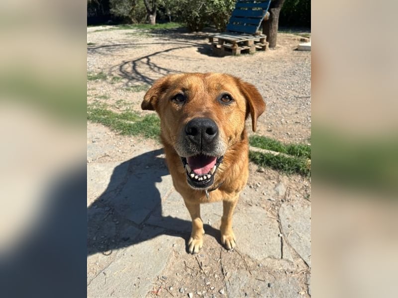 Seelenhund Miquel sucht seine Für-Immer-Menschen