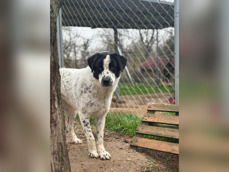 Apollo - sanfter Hund sucht geduldige Menschen