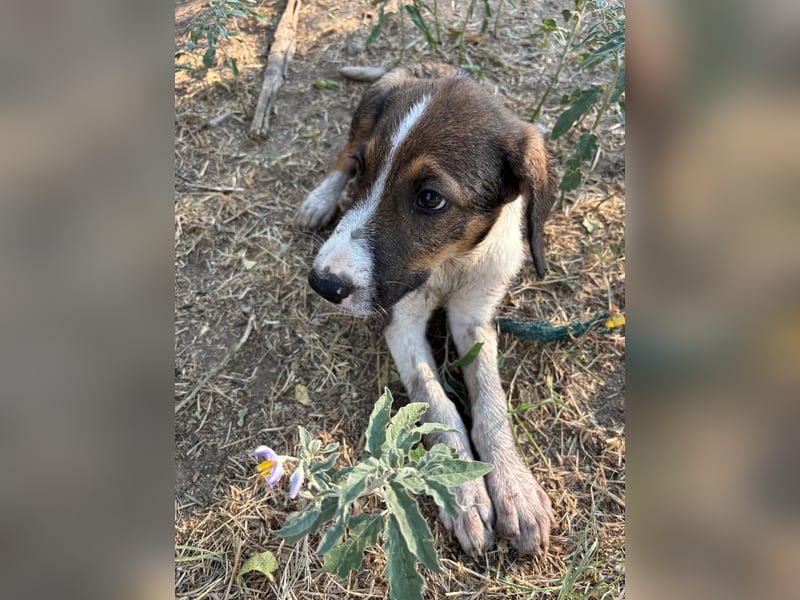 Thomas - sanfter Hundewelpe mit großem Herz
