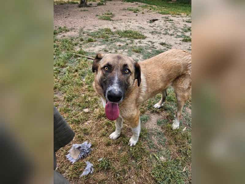 Phoenix - Herzenshund sucht sein großes Glück