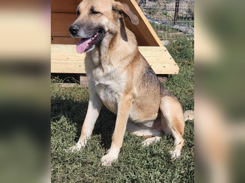 NABILIA ♥  - Gerettet aus der Tötung von Moreni