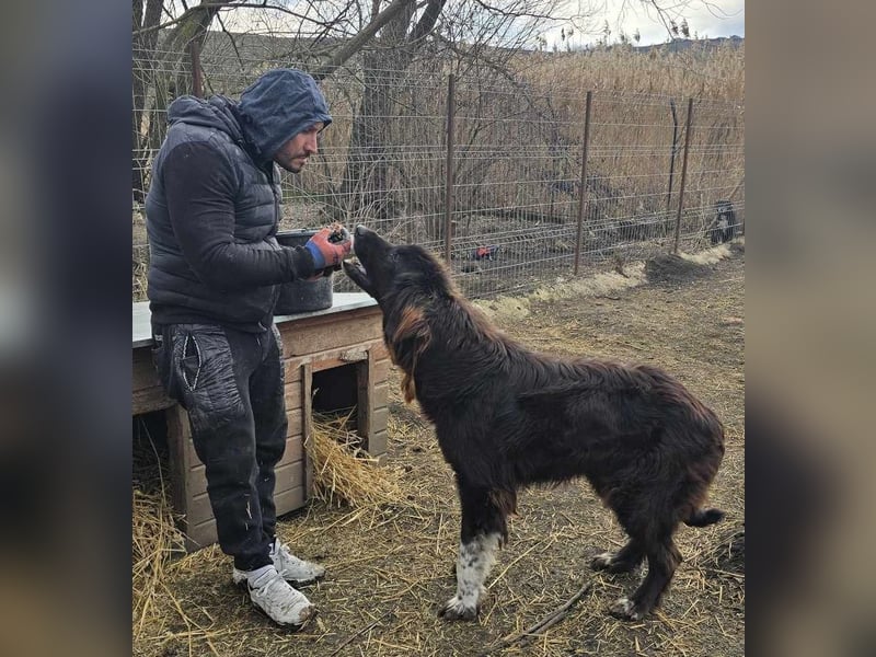 Sir Gawain - gerettet aus der Tötung von Moreni/Rumänien