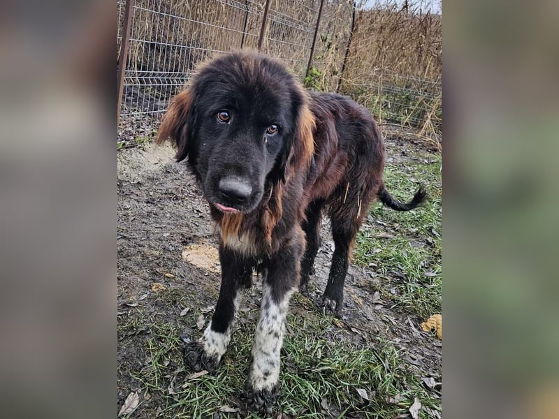 Sir Gawain - gerettet aus der Tötung von Moreni/Rumänien