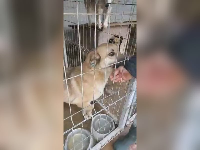 NABILIA ♥  - Gerettet aus der Tötung von Moreni