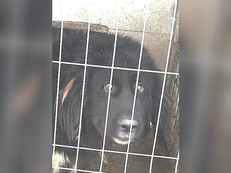 Sir Gawain - gerettet aus der Tötung von Moreni/Rumänien