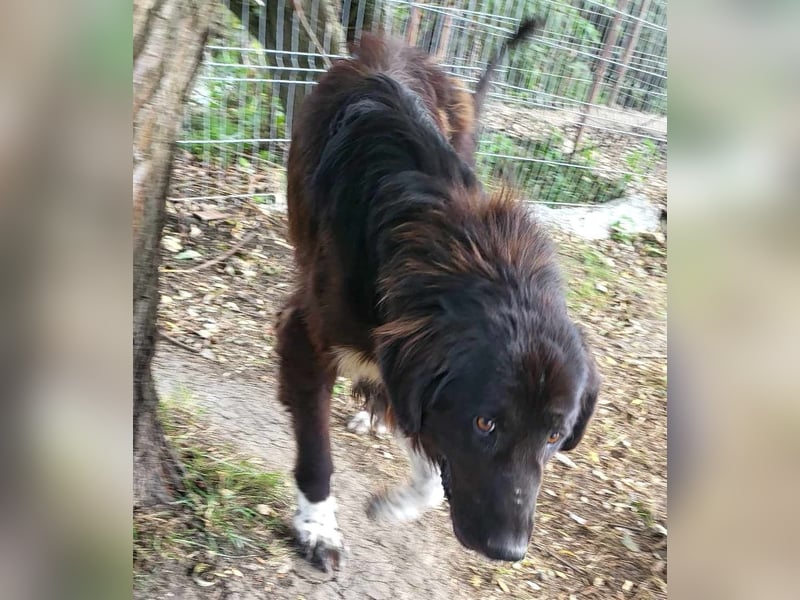 Sir Gawain - gerettet aus der Tötung von Moreni/Rumänien