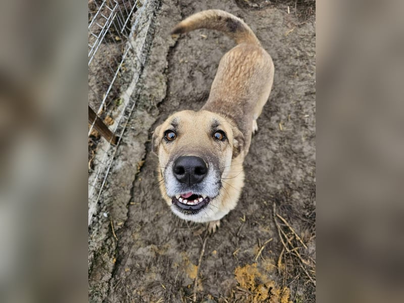 NABILIA ♥  - Gerettet aus der Tötung von Moreni