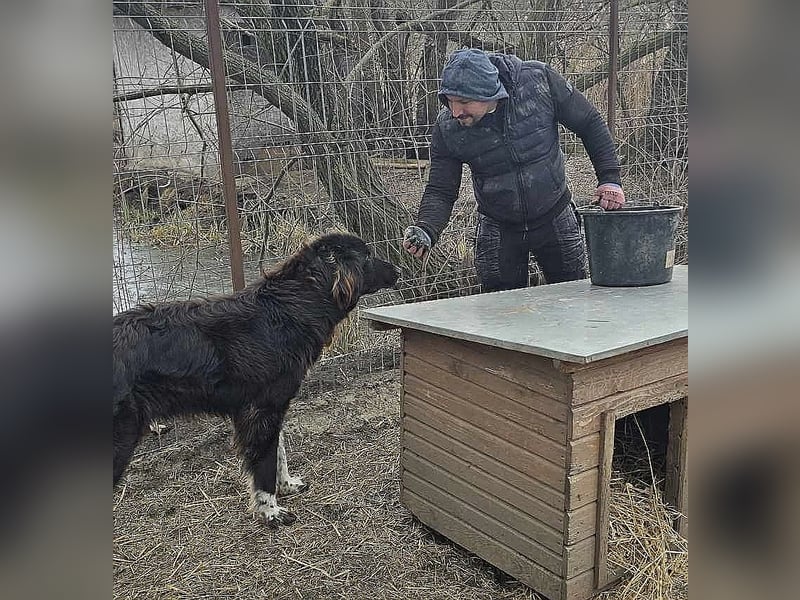 Sir Gawain - gerettet aus der Tötung von Moreni/Rumänien