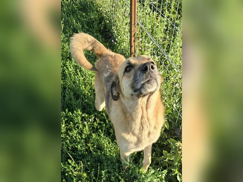 NABILIA ♥  - Gerettet aus der Tötung von Moreni