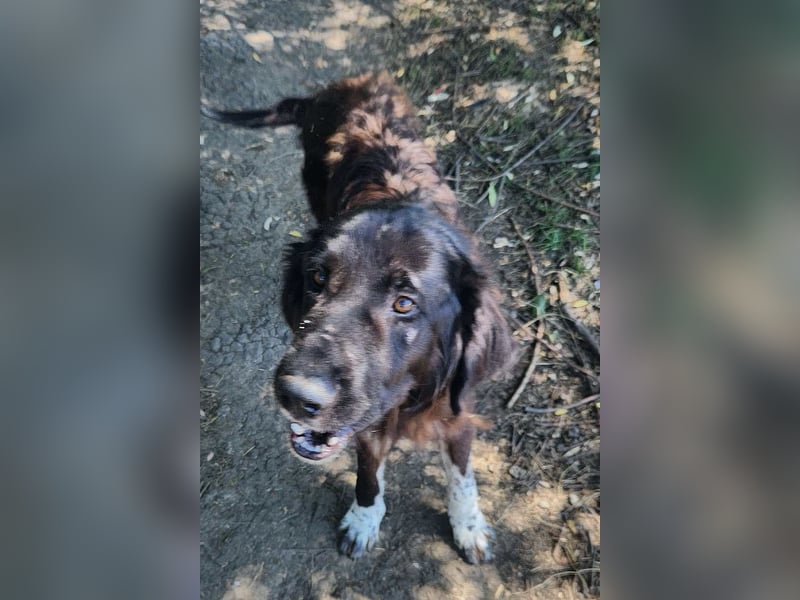 Sir Gawain - gerettet aus der Tötung von Moreni/Rumänien