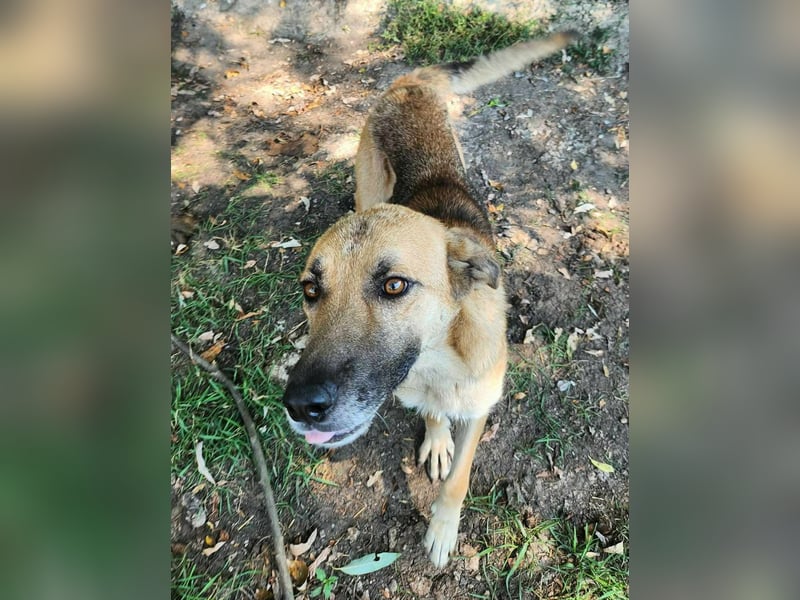 NABILIA ♥  - Gerettet aus der Tötung von Moreni