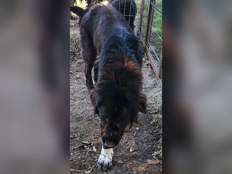 Sir Gawain - gerettet aus der Tötung von Moreni/Rumänien