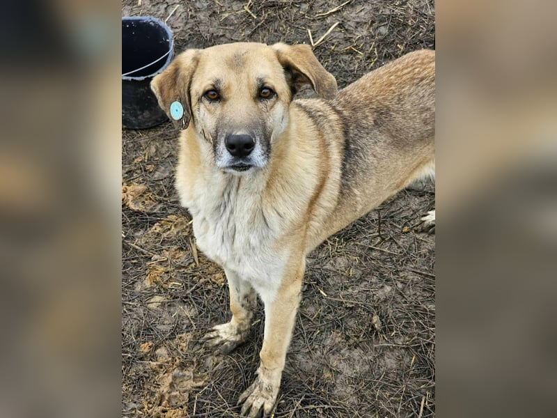 NABILIA ♥  - Gerettet aus der Tötung von Moreni