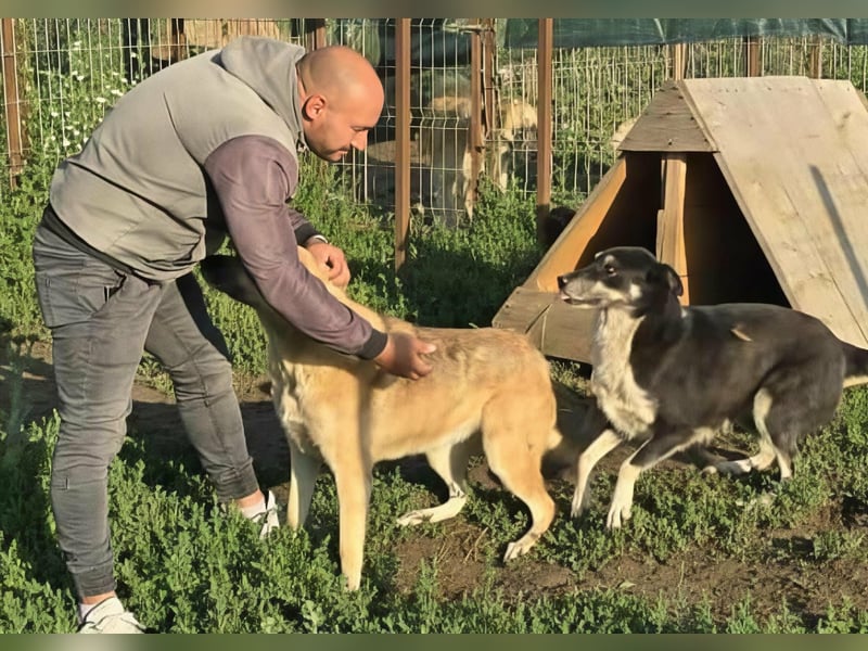 NABILIA ♥  - Gerettet aus der Tötung von Moreni