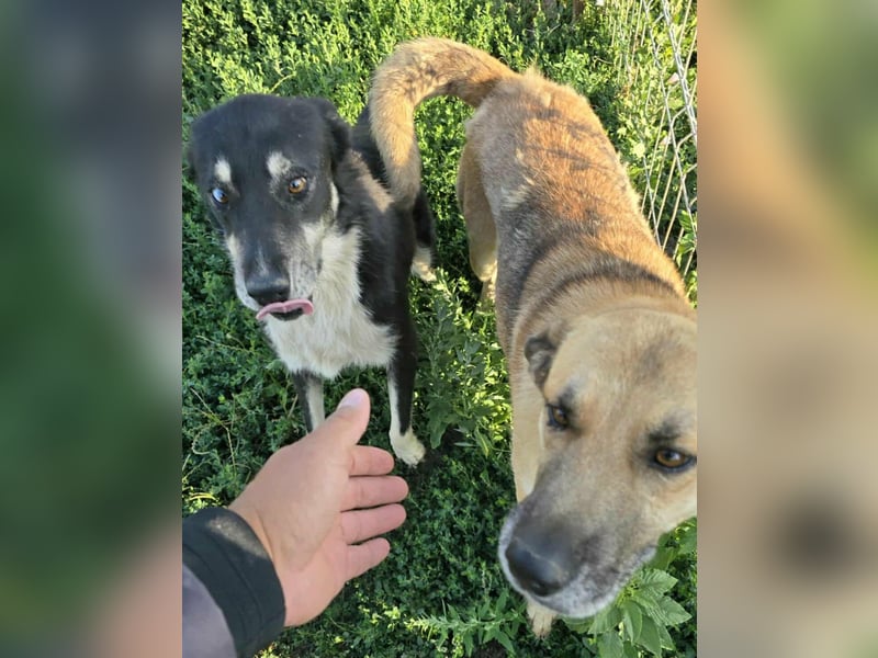 NABILIA ♥  - Gerettet aus der Tötung von Moreni