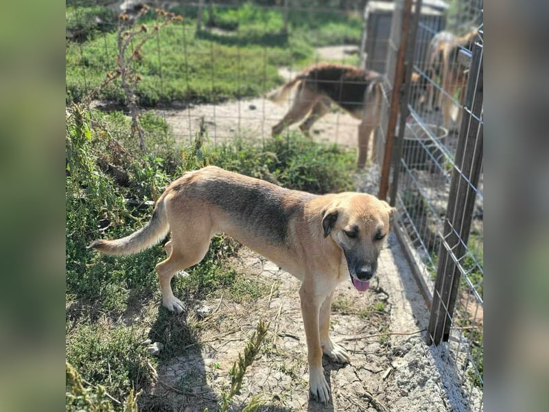 NABILIA ♥  - Gerettet aus der Tötung von Moreni