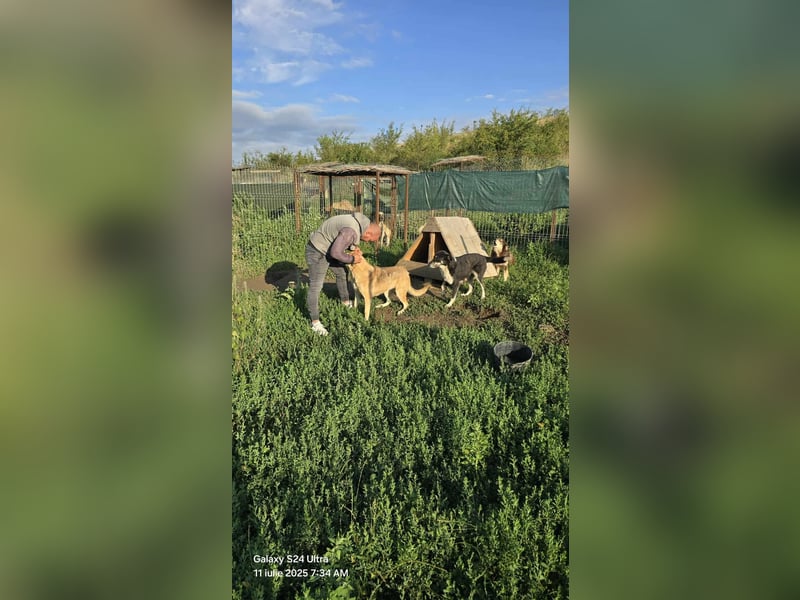 NABILIA ♥  - Gerettet aus der Tötung von Moreni