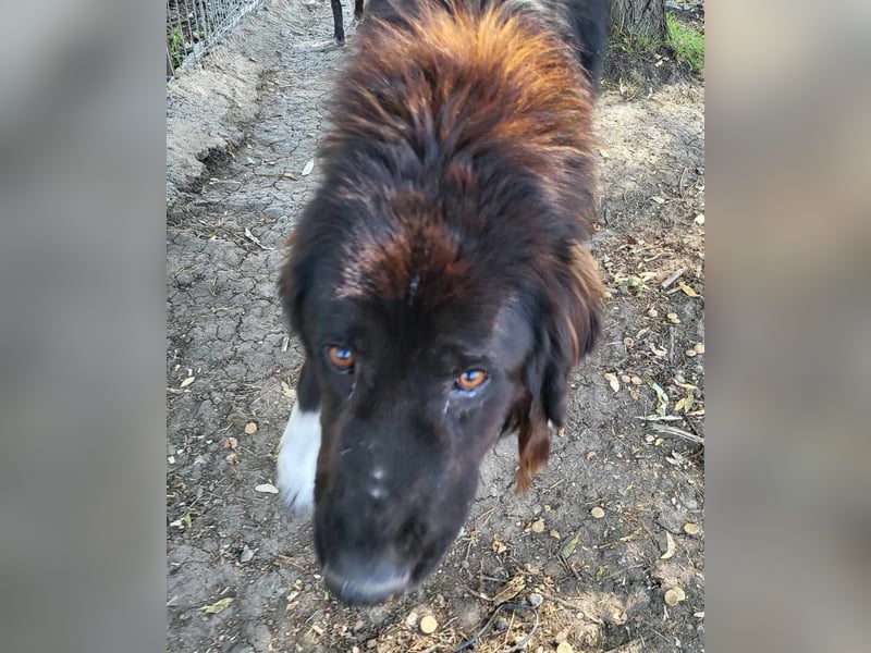 Sir Gawain - gerettet aus der Tötung von Moreni/Rumänien