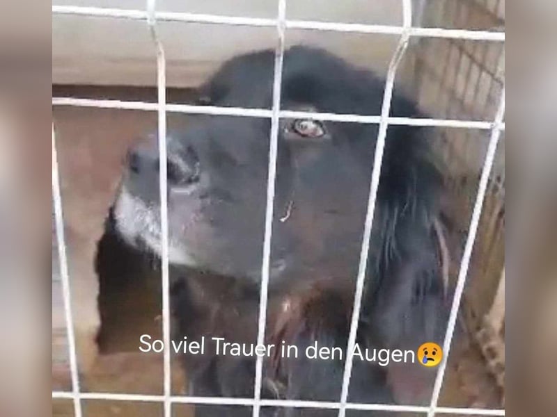 Sir Gawain - gerettet aus der Tötung von Moreni/Rumänien