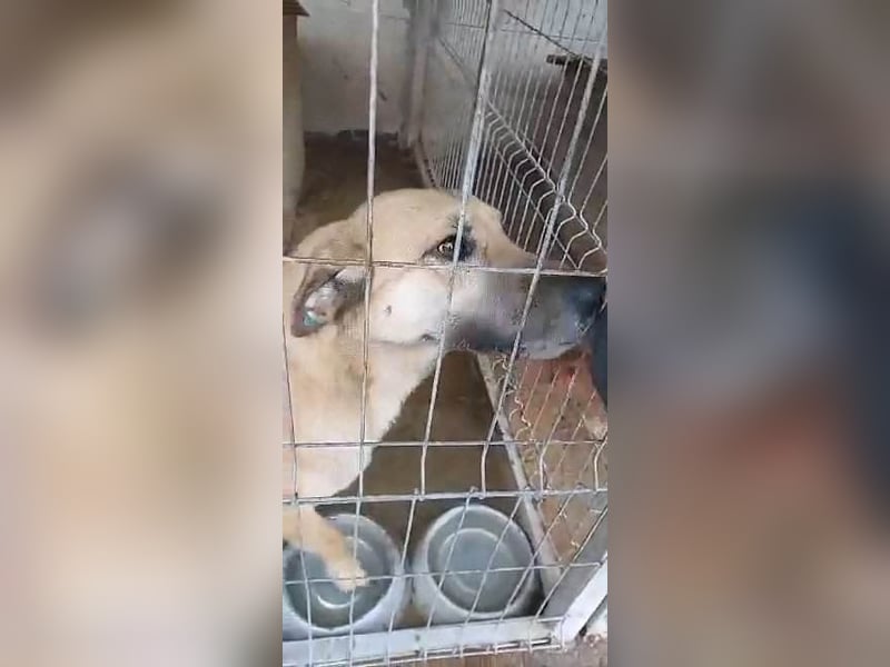 NABILIA ♥  - Gerettet aus der Tötung von Moreni