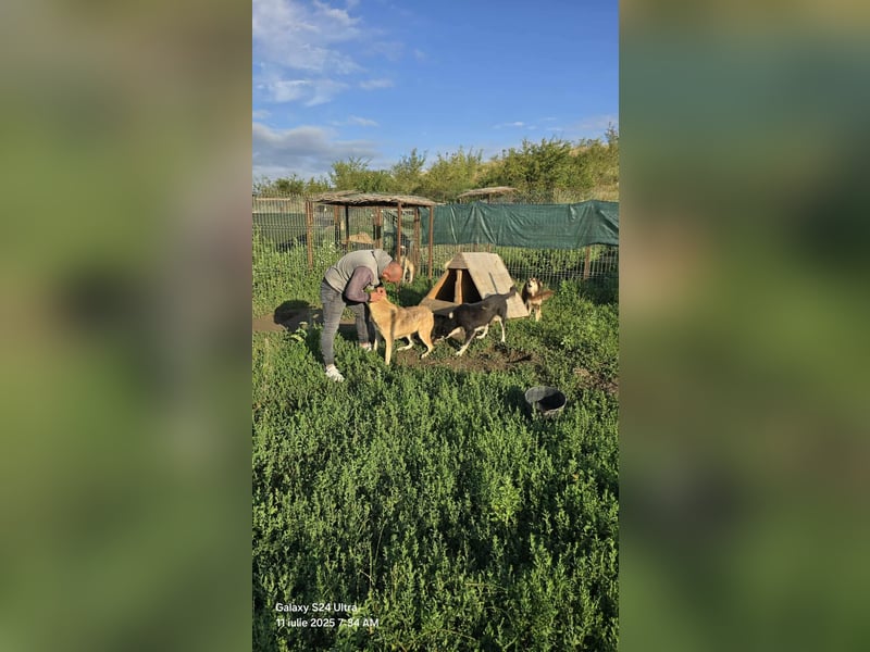 NABILIA ♥  - Gerettet aus der Tötung von Moreni