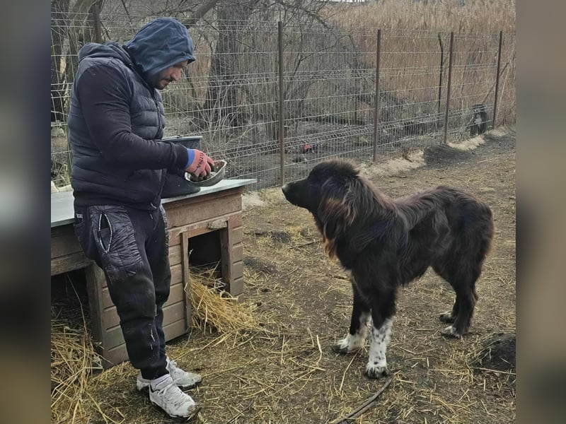 Sir Gawain - gerettet aus der Tötung von Moreni/Rumänien