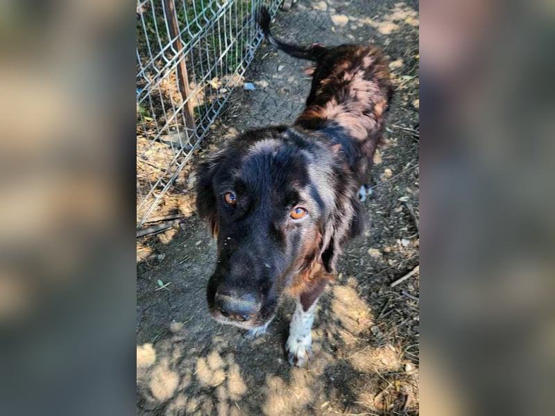 Sir Gawain - gerettet aus der Tötung von Moreni/Rumänien