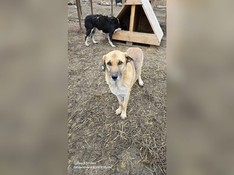 NABILIA ♥  - Gerettet aus der Tötung von Moreni