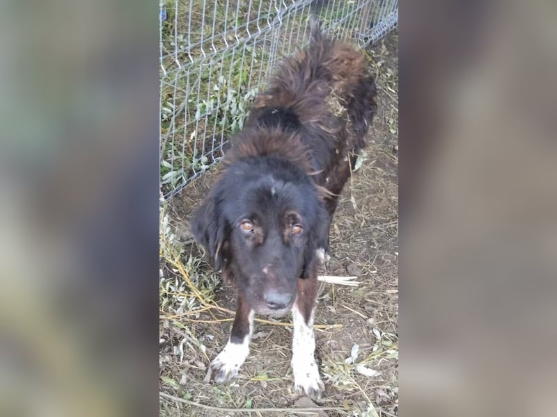 Sir Gawain - gerettet aus der Tötung von Moreni/Rumänien