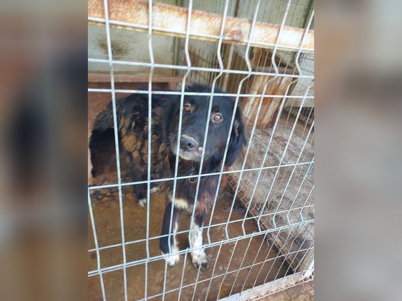 Sir Gawain - gerettet aus der Tötung von Moreni/Rumänien